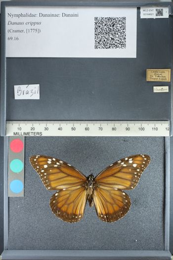 Media type: image;   Entomology 164621
